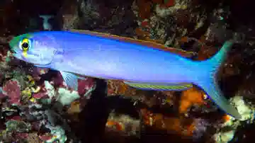 Flashing Tilefish